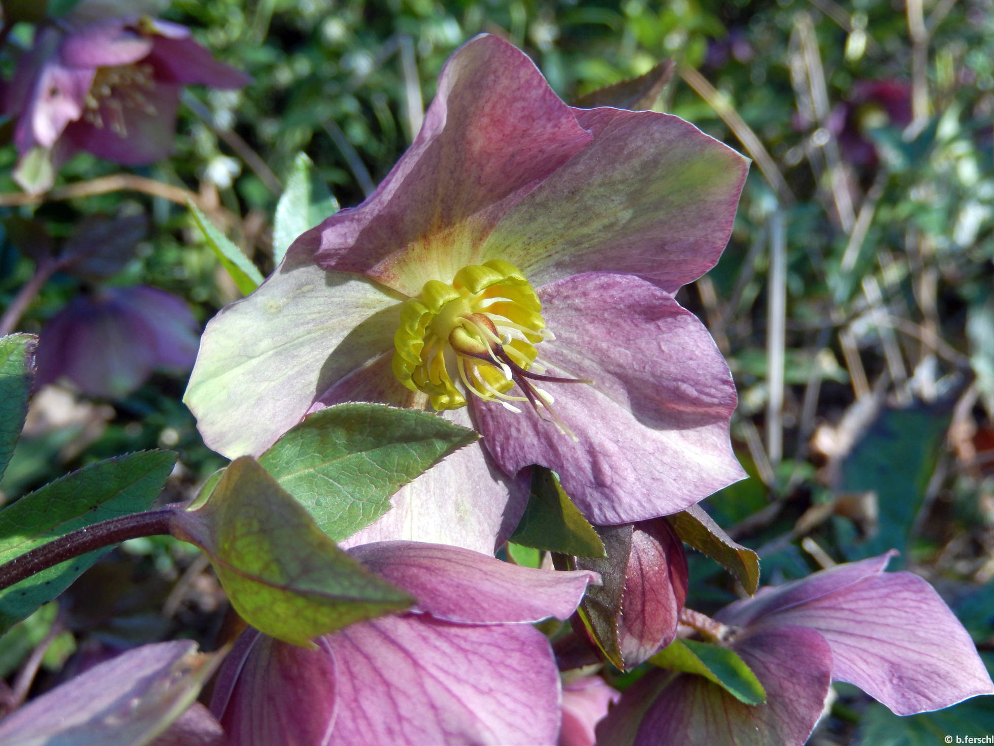 Pirosló hunyor (Helleborus purpurascens)