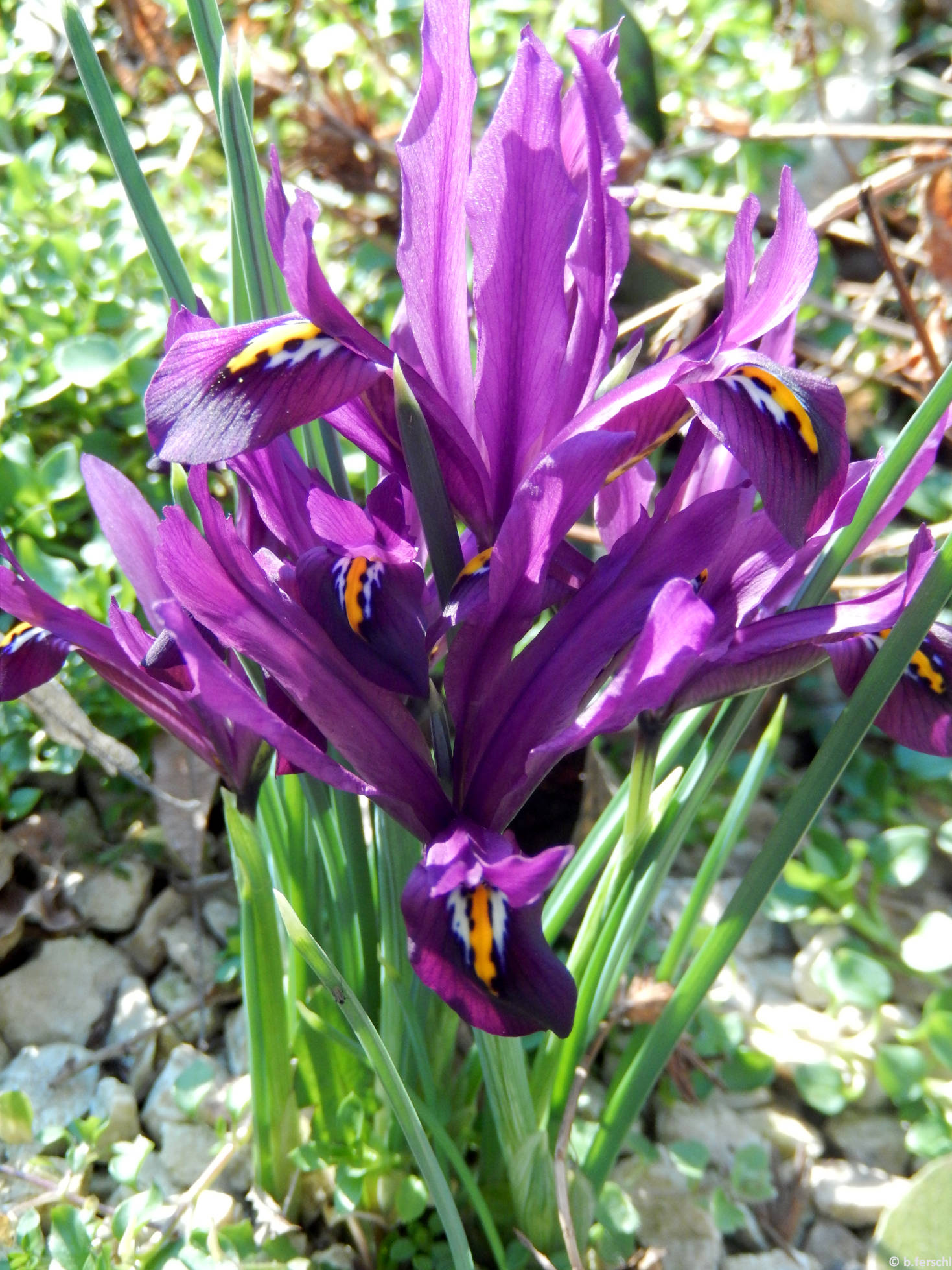Recéshagymájú nőszirom (Iris reticulata)