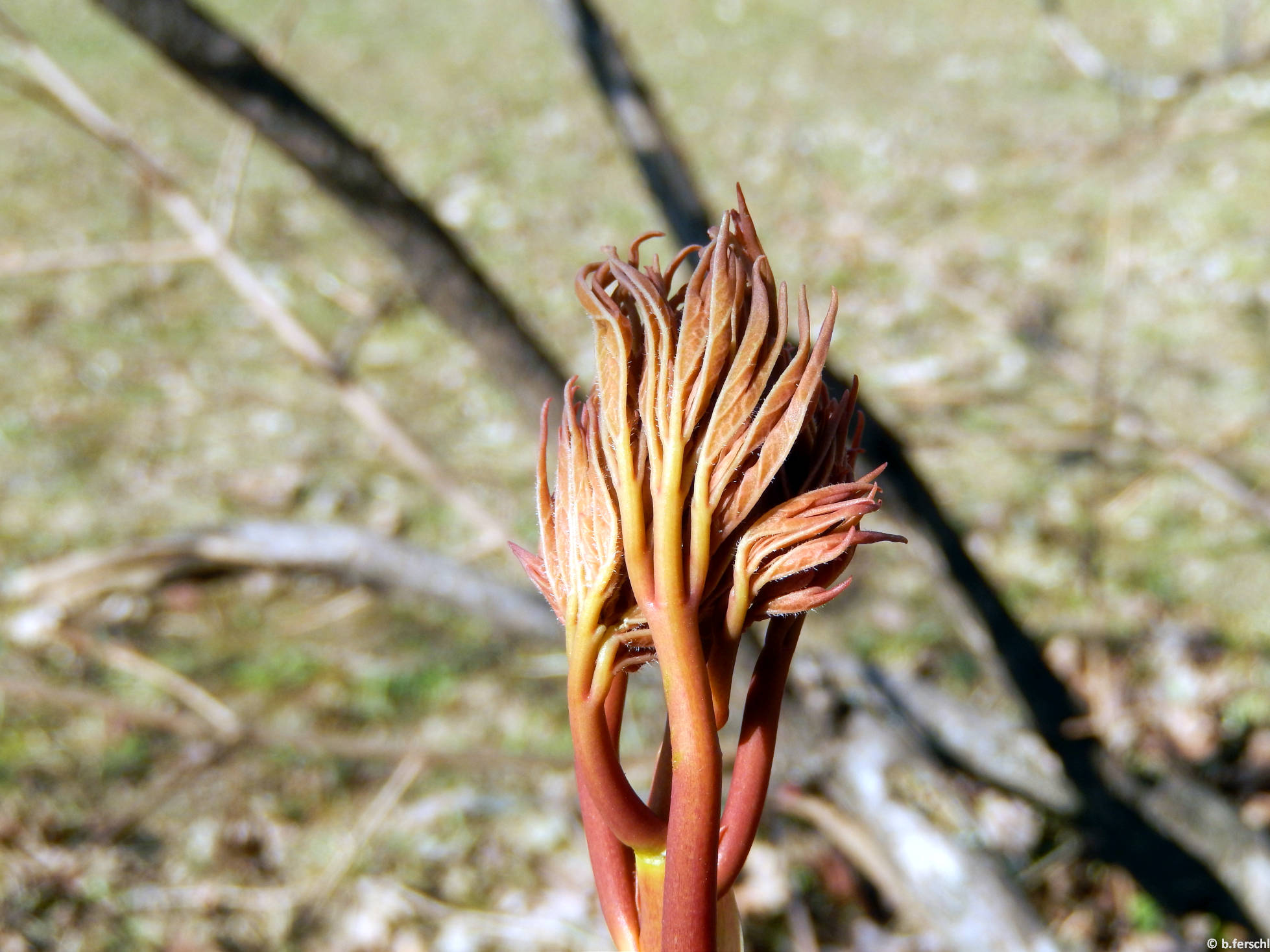 A cserjés bazsarózsa kibomló levélrügyei (Paeonia suffruticosa)