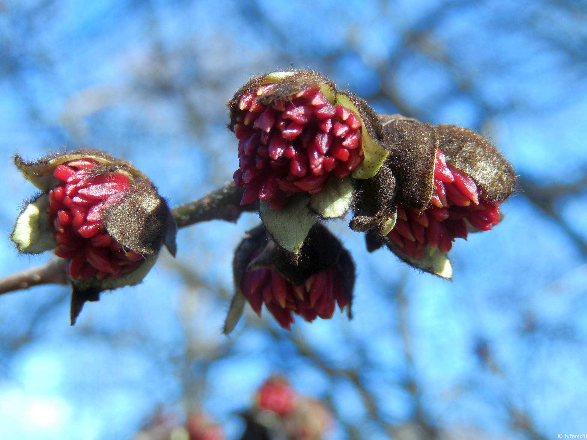 Perzsa varázsfa virágzatai (Parrotia persica)