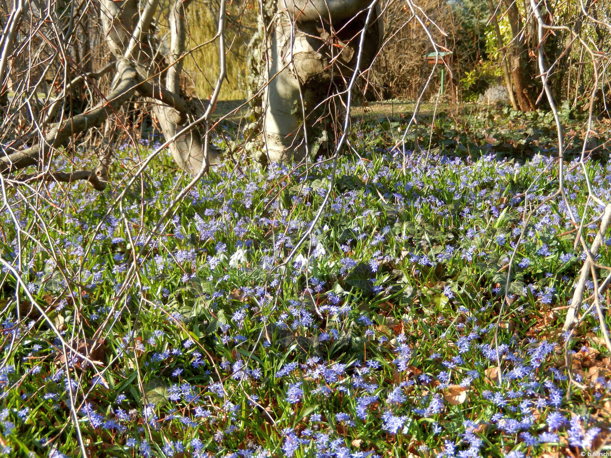 Csillagvirág (Scilla sp.) virágszőnyege