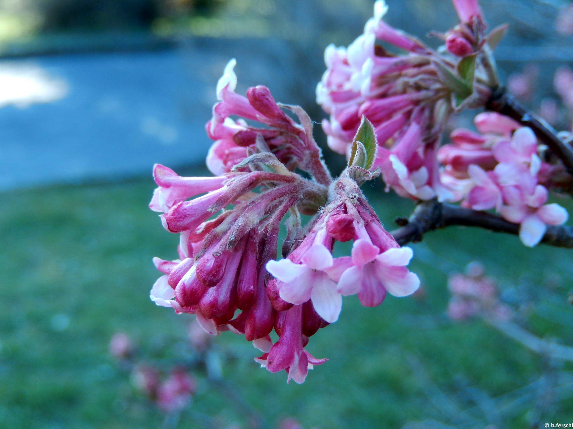 viburnum_bodnantense_11.jpg