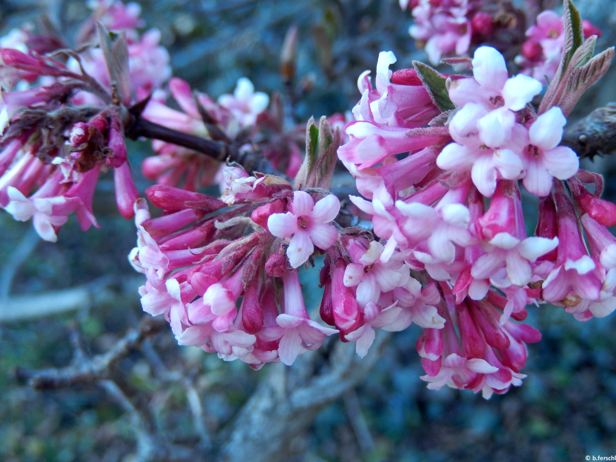 Kikeleti bangita (Viburnum x bodnantense)