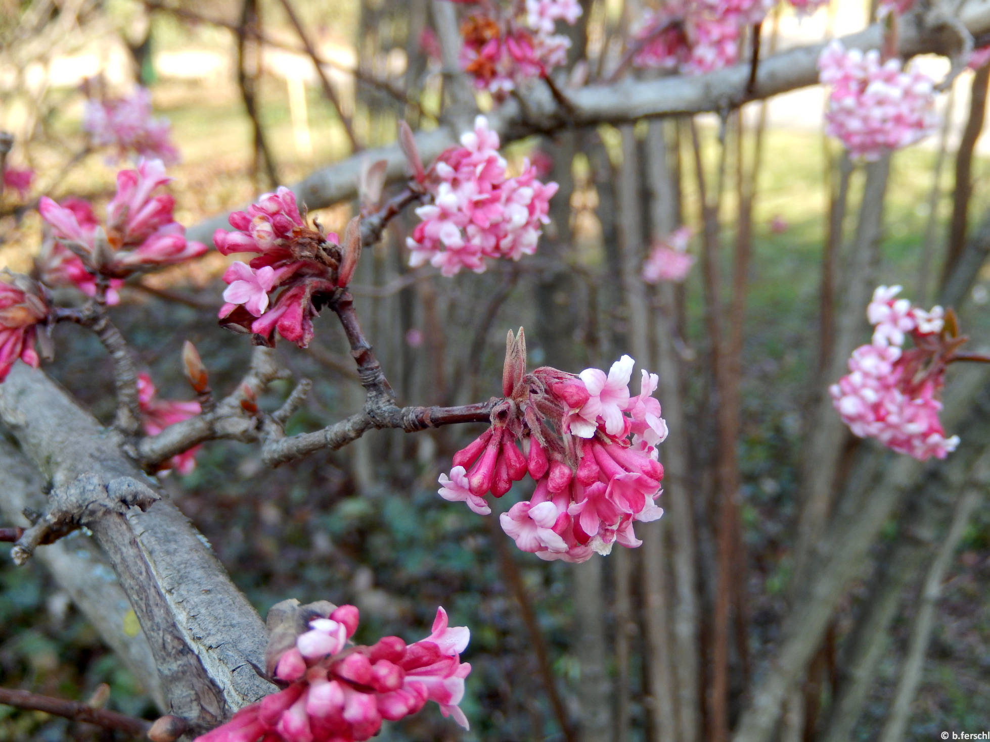 Kikeleti bangita (Viburnum x bodnantense)