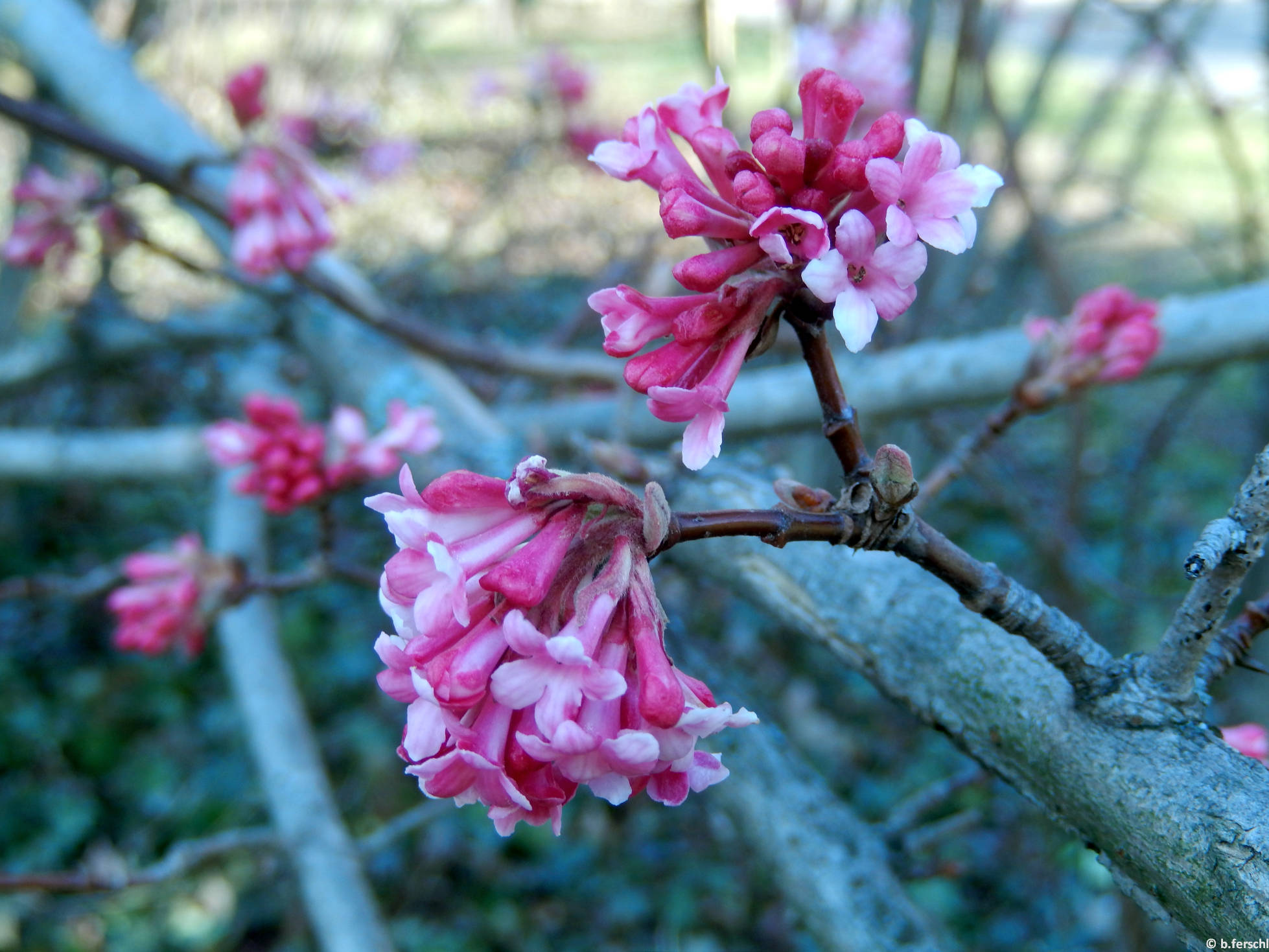 Kikeleti bangita (Viburnum x bodnantense)