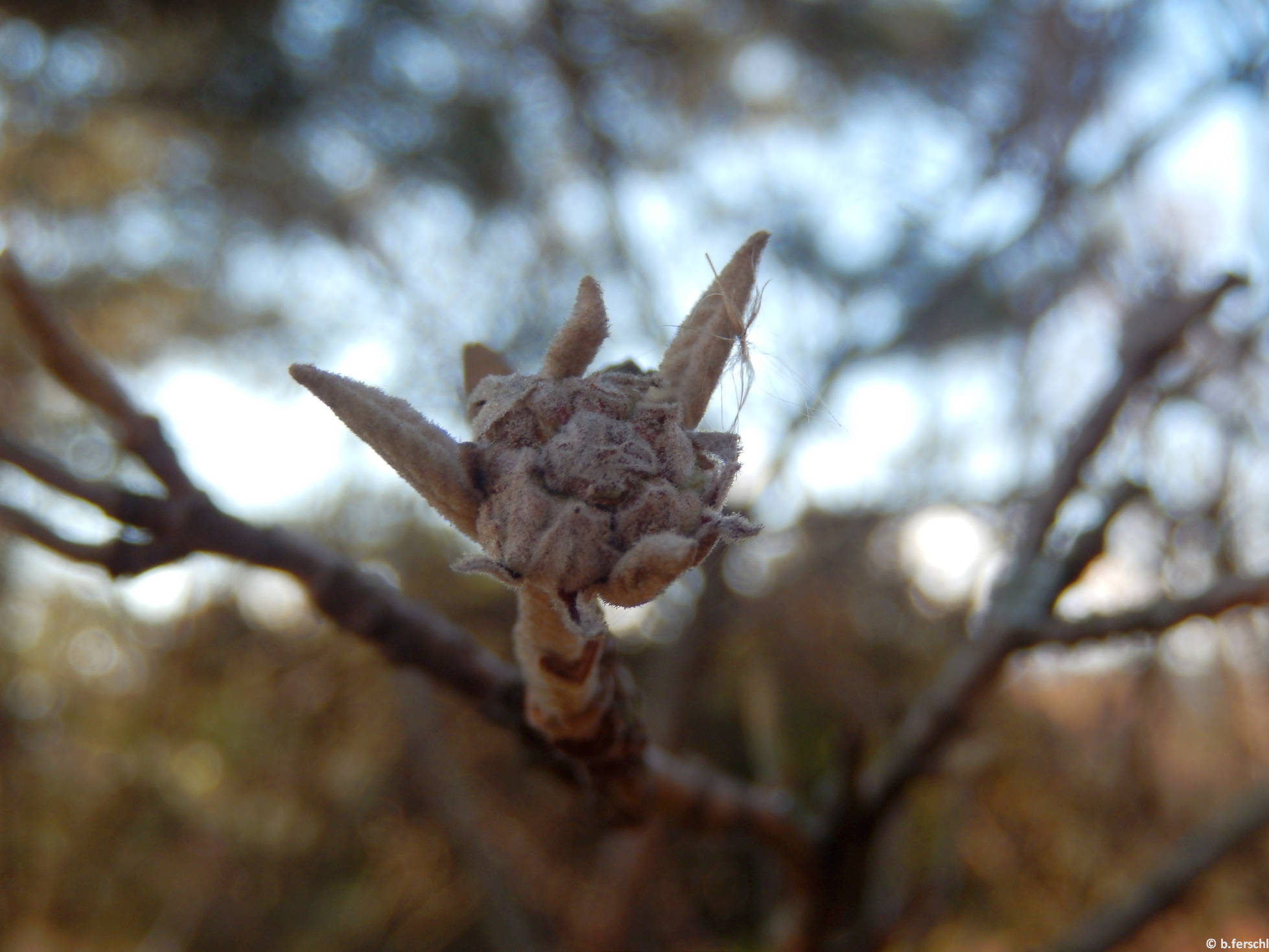 Rügyező kányabangita (Viburnum opulus)