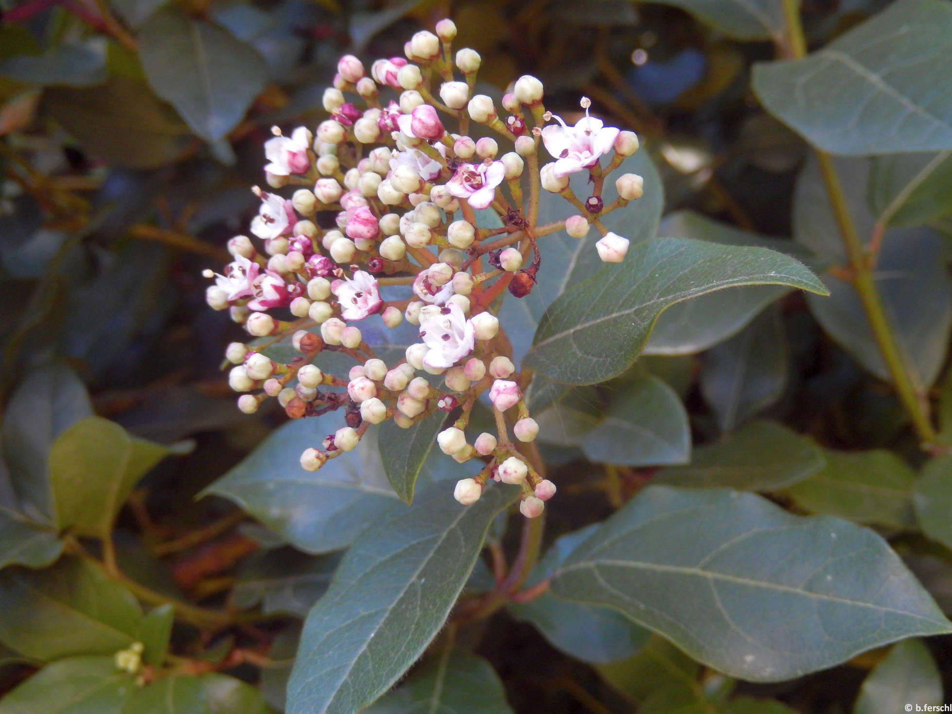 Téli bangita (Viburnum tinus)