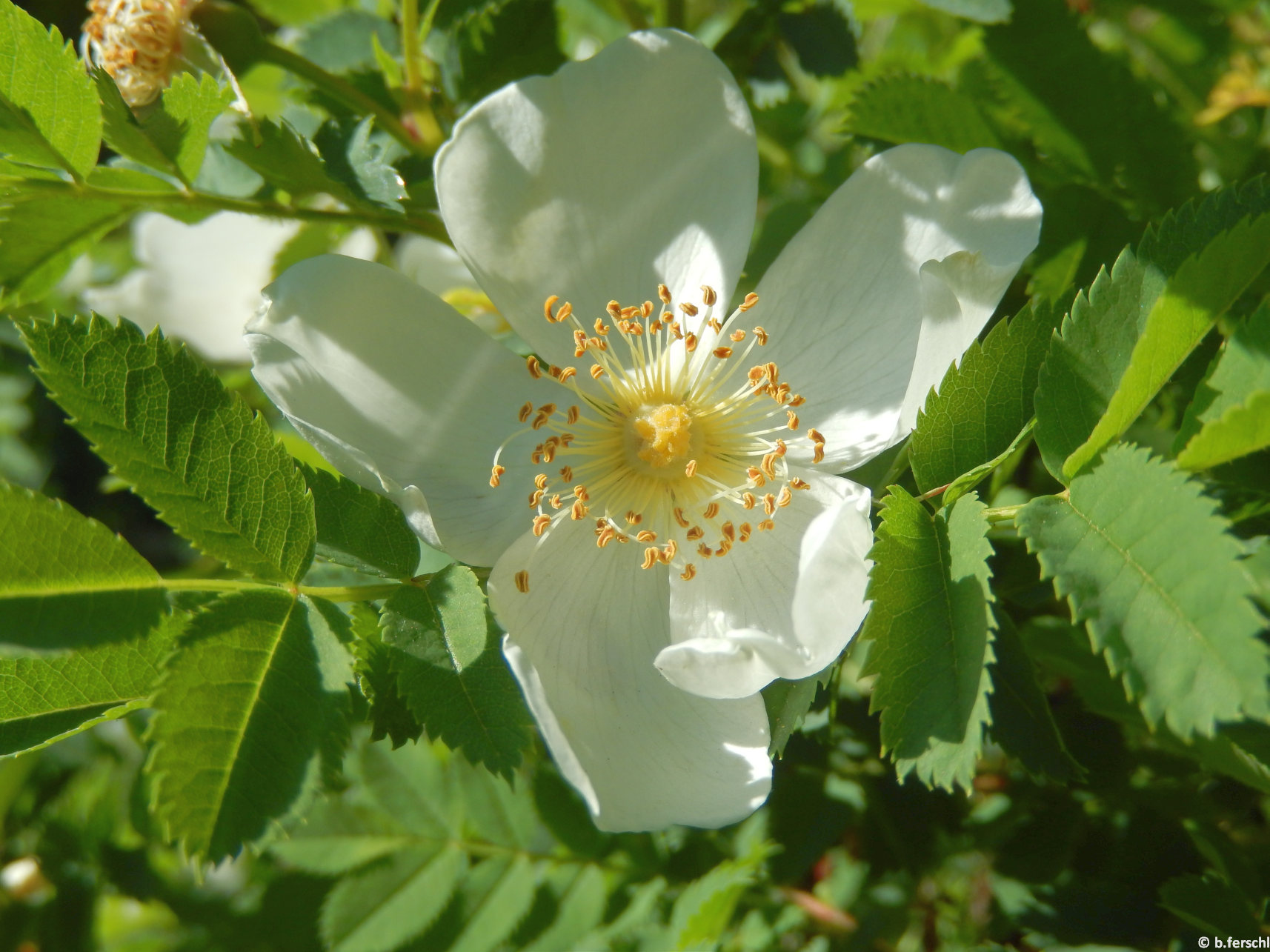 A jajrózsa (Rosa spinosissima) alacsony bokrain bőven hozza egyszerű virágait