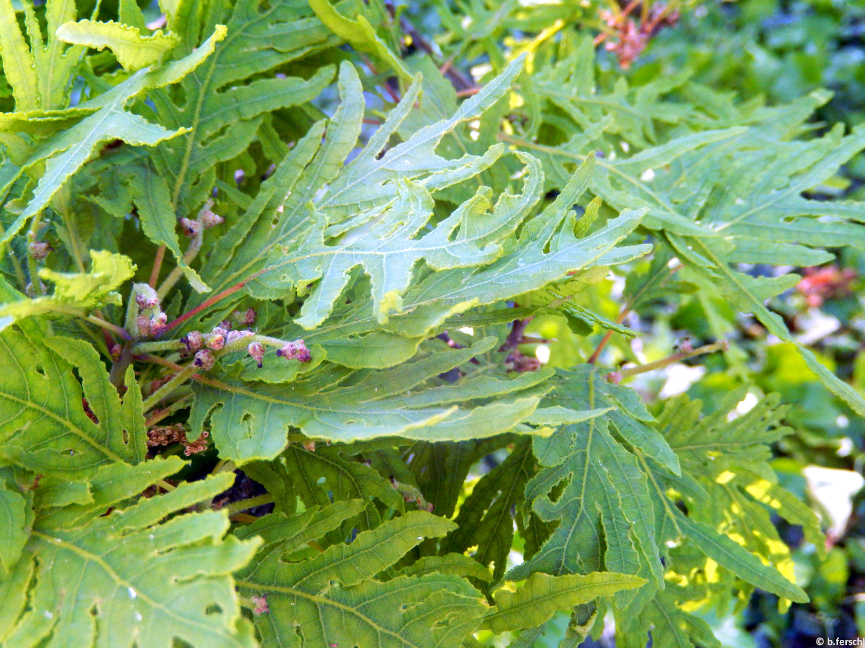 A Quercus farinacea mélyen szeldelt levelei különleges látványt nyújtanak