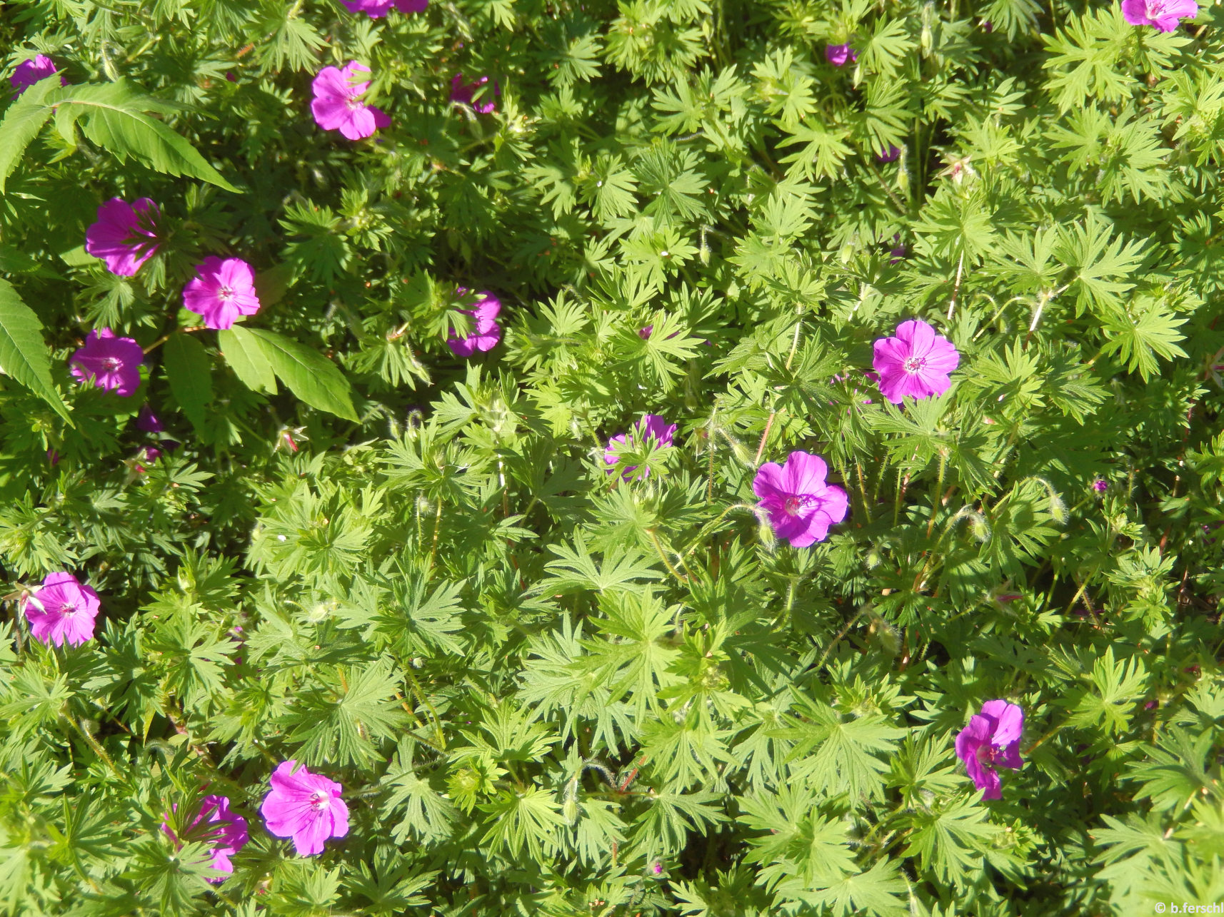 A piros gólyorr (Geranium sanquineum) is otthon érzi magát a sziklakertben