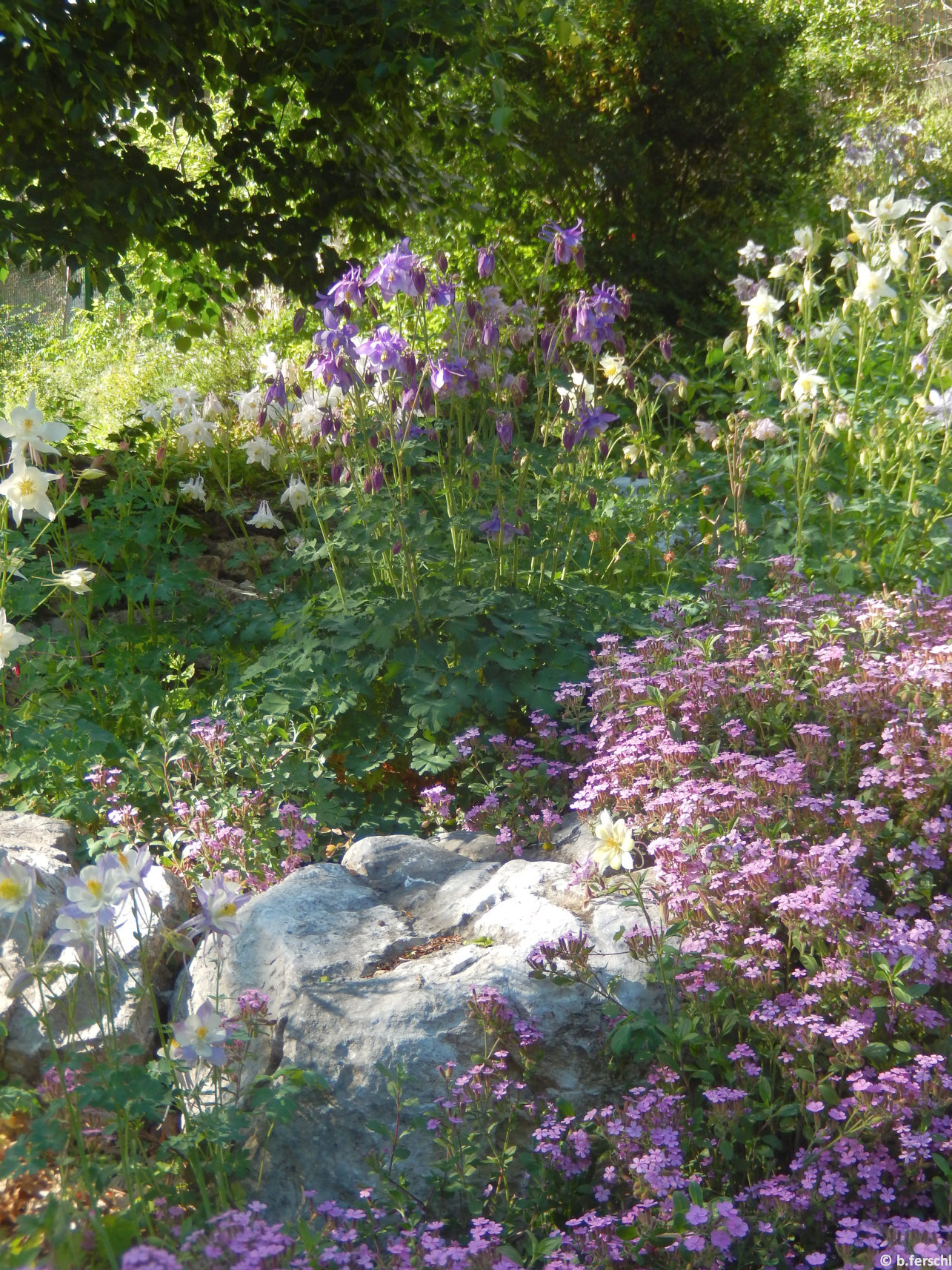 A sziklakert legnépesebb, virágzó évelője májusban a harangláb (Aquilegia vulgaris)