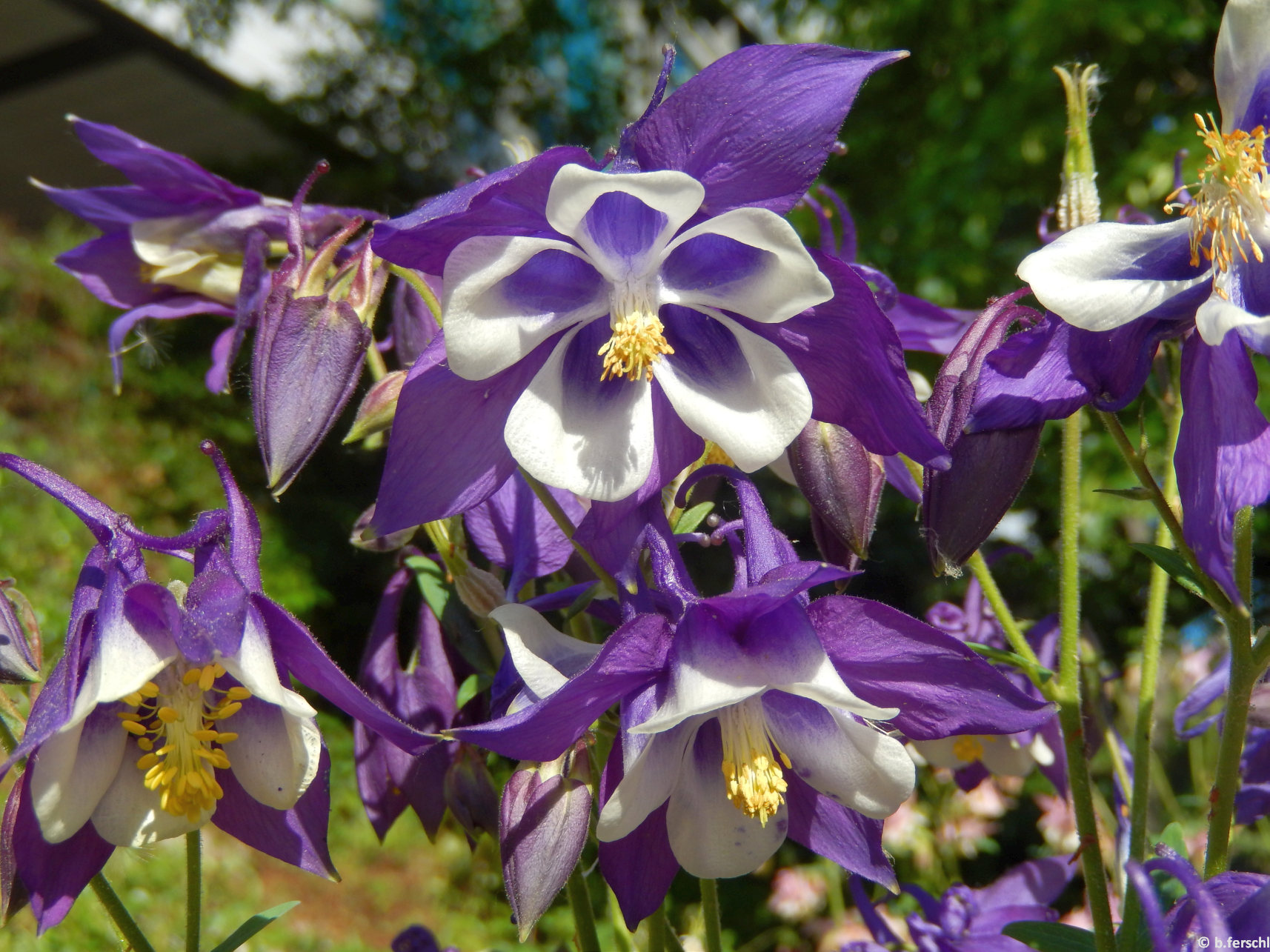 Harangláb (Aquilegia vulgaris)