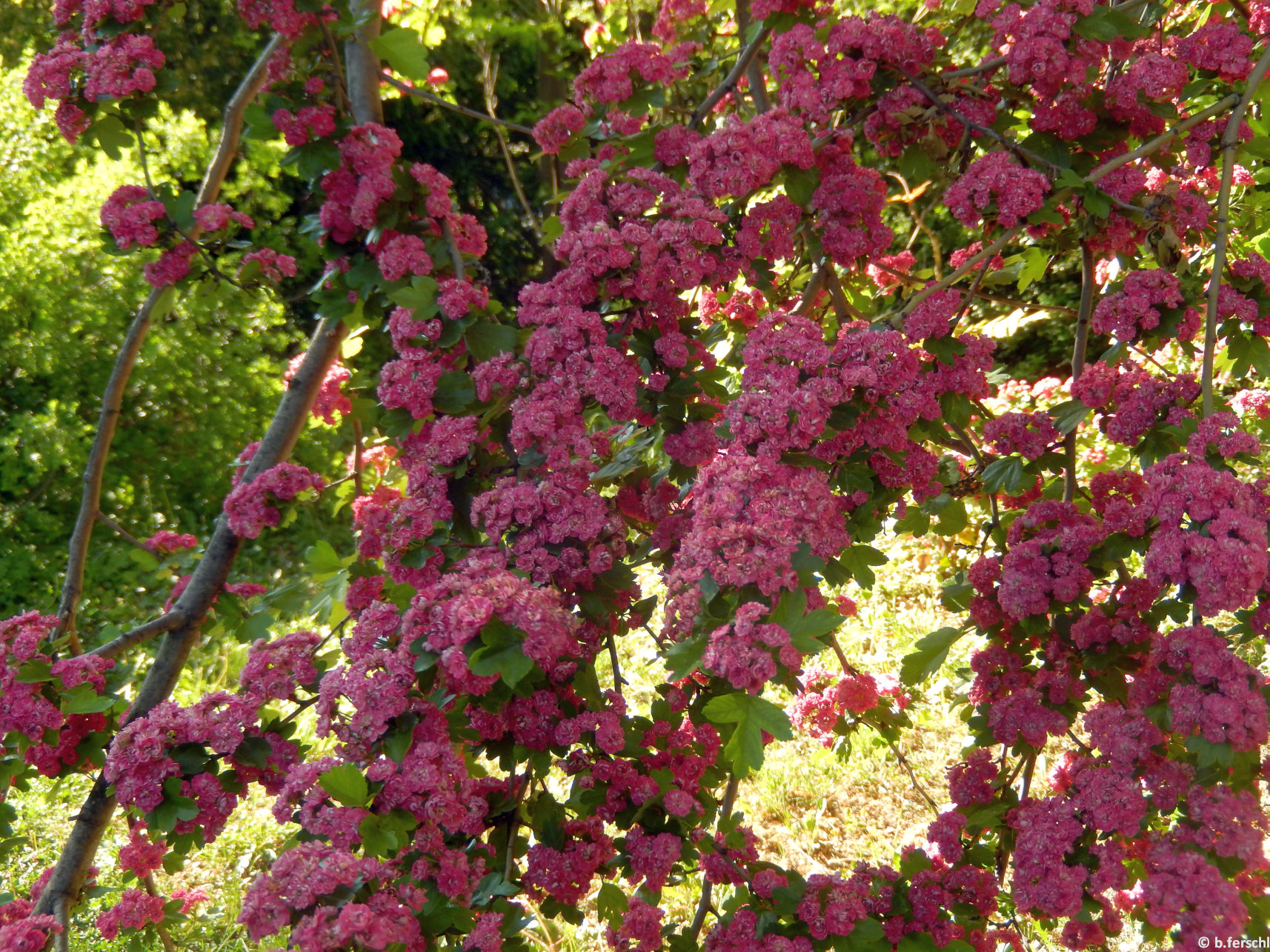 A díszgalagonya idős példánya földig hajló ágaival (Crataegus x media ‘Paul‘s Scarlet)