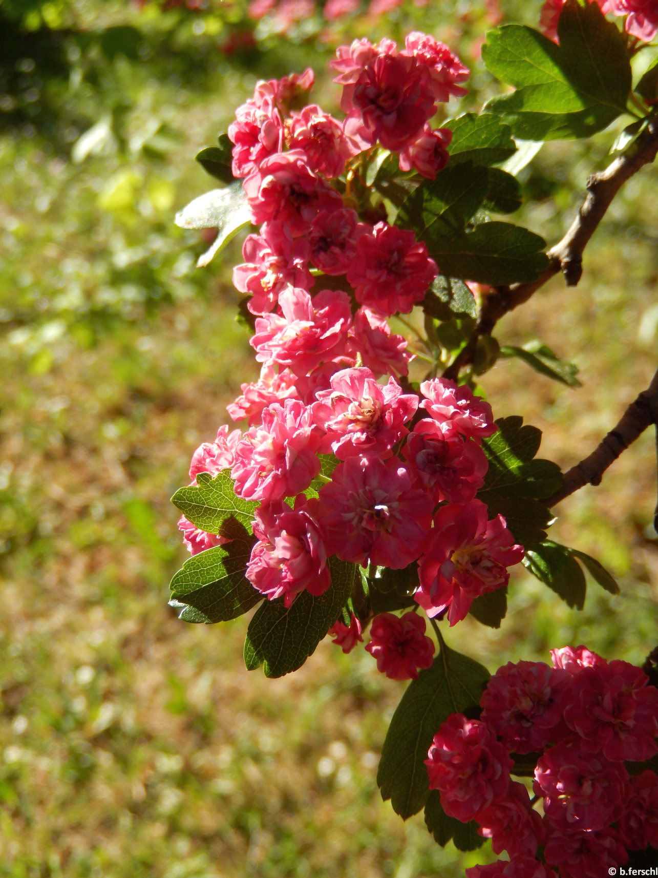 Díszgalagonya (Crataegus x media ‘Paul‘s Scarlet)