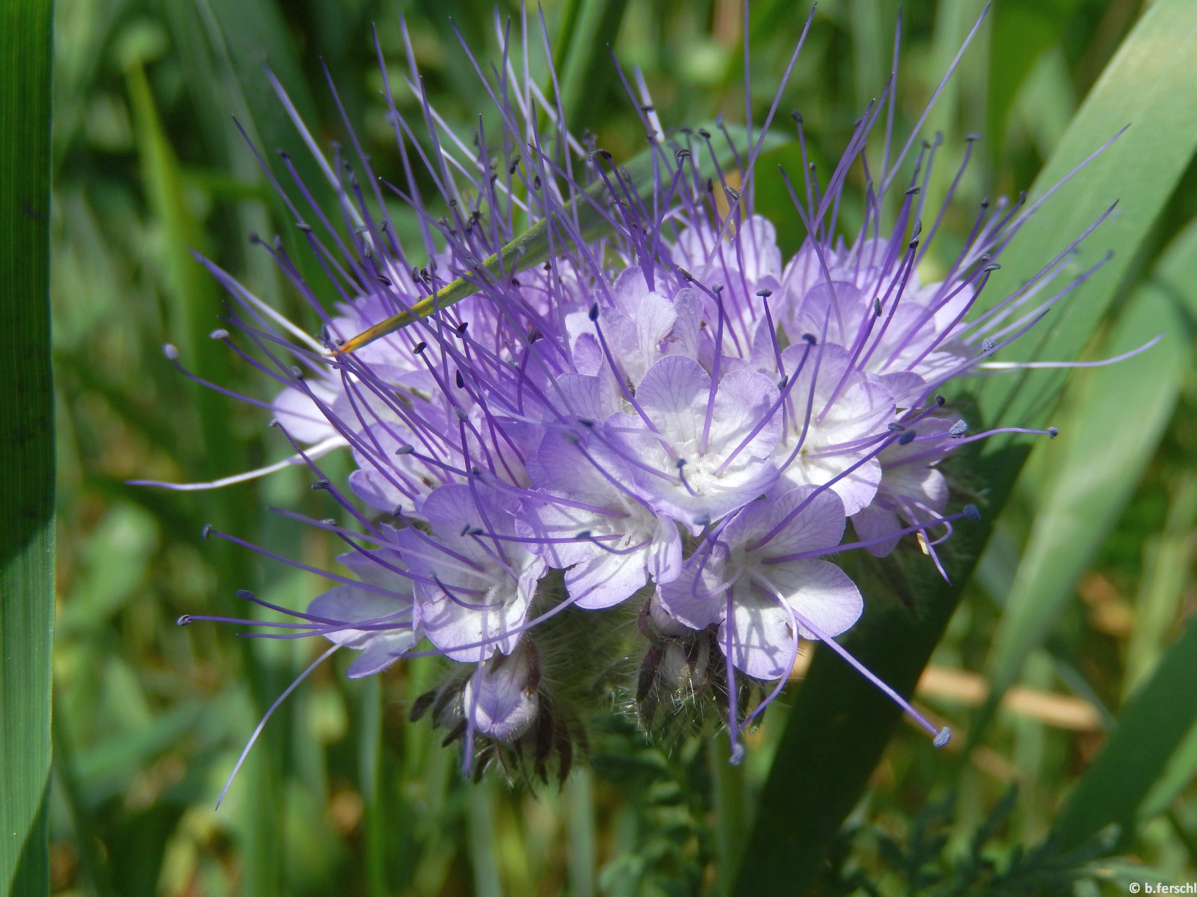 Facélia (Phacaelia tanacetifolia) a Biokertben