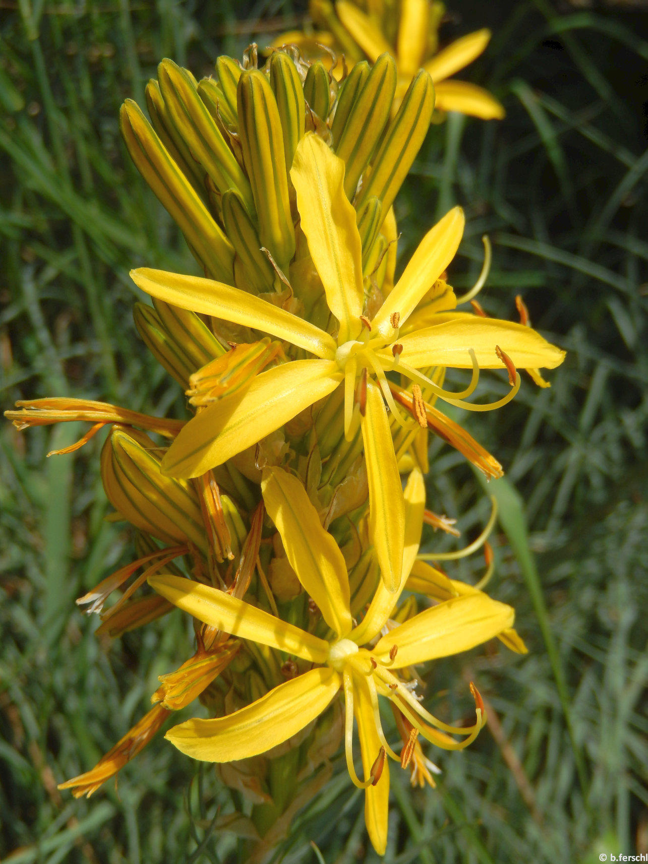 Védett zugban díszlik a sárgagyertya (Aphodeline lutea)