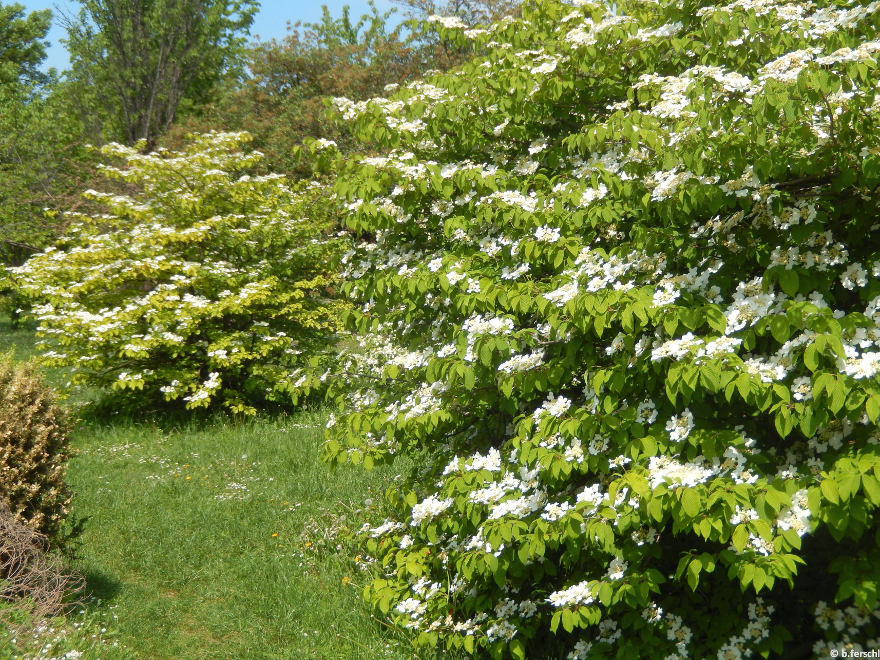 A Bangitagyűjtemény legszebb májusi faja a redőslevelű bangita (Viburnum plicatum)