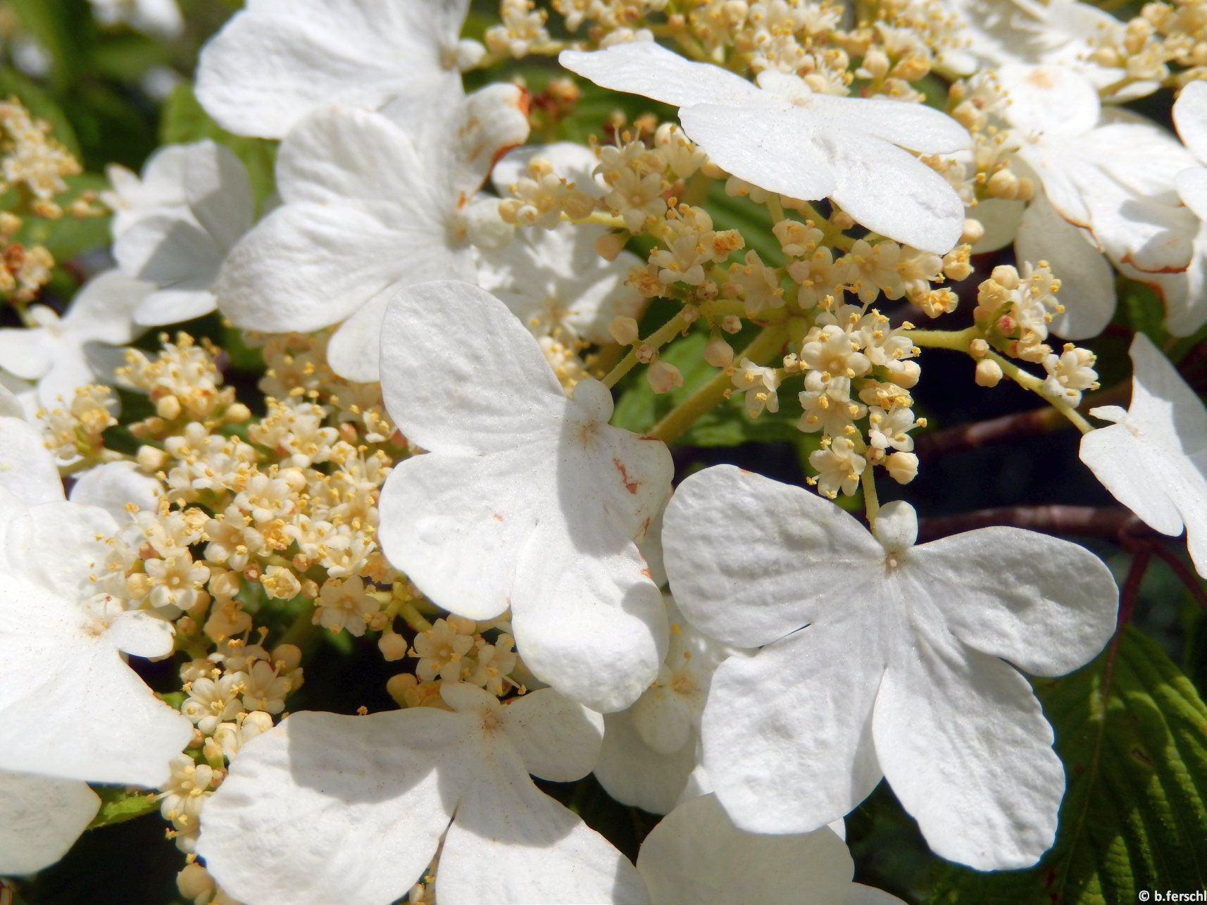 A Viburnum plicatum érdekes felépítésű virágzata