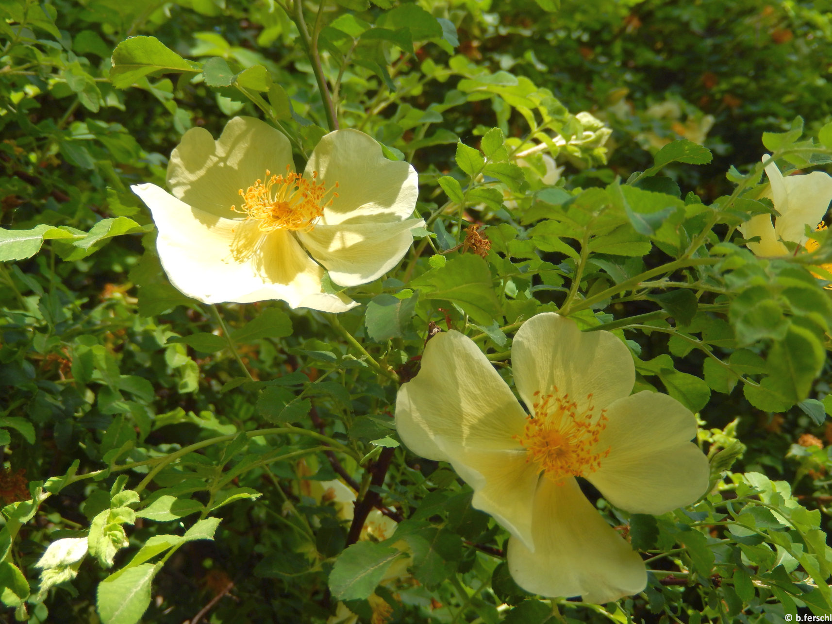 Az egyik legkorábban nyíló rózsafaj a Rosa hugonis
