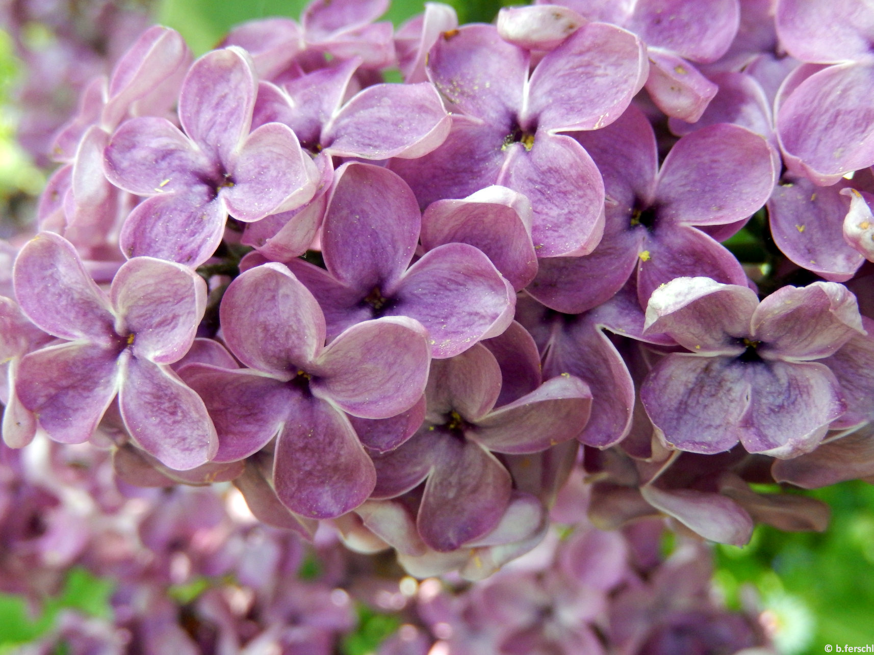 20150508_120431_syringa_vulgaris_andenken_an_ludwig_spath_4.jpg