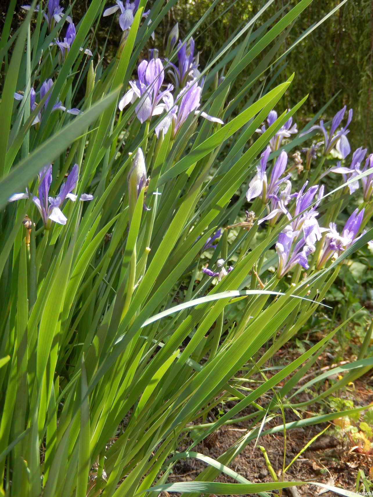 A pázsitos nőszirom (Iris graminea) kecses kék virágait bőven hozza május elején
