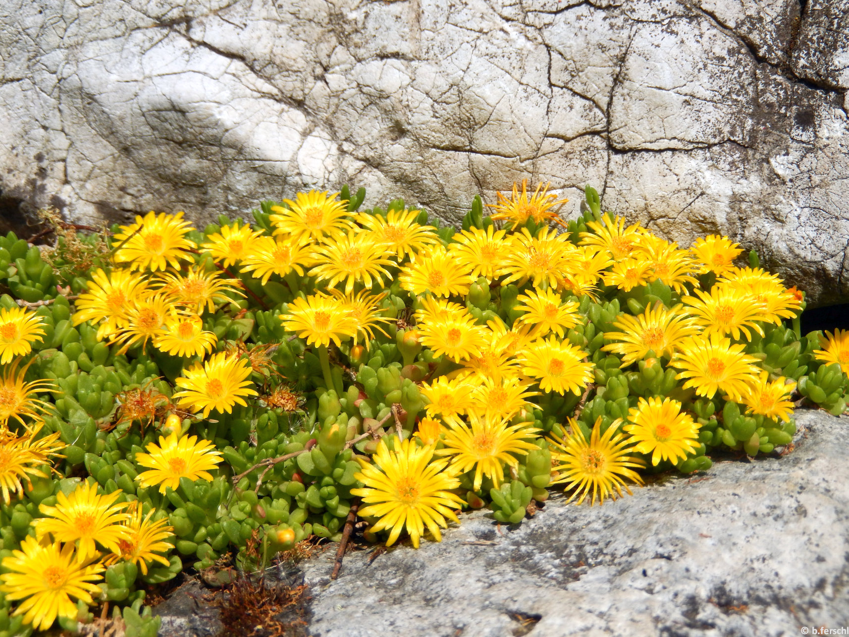 Delosperma nubigenum pozsgás levélkéi és élénksárga virágai a sziklakertben
