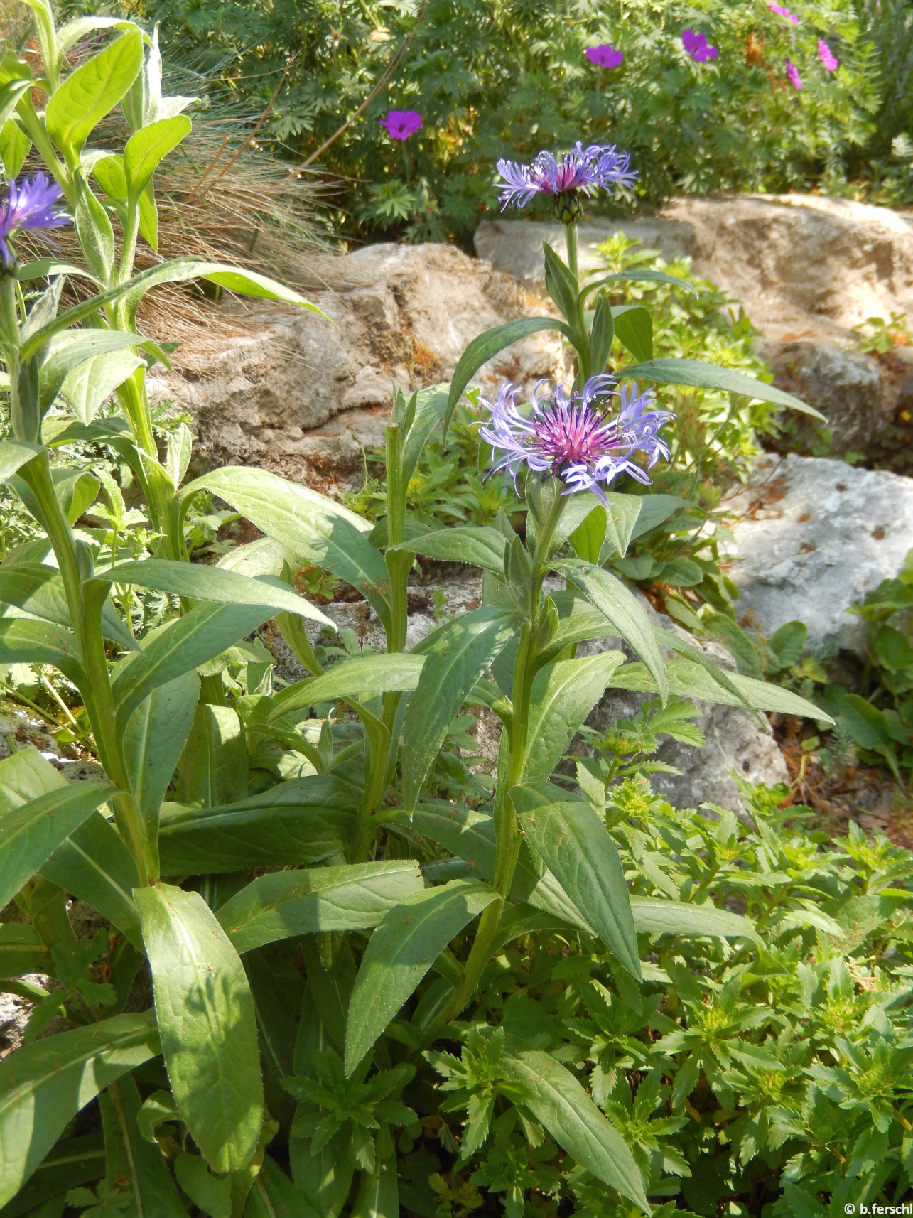 Centaurea montana a sziklakertben