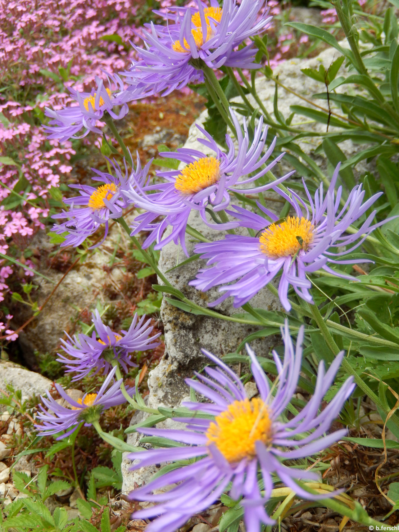 Alpesi őszirózsa (Aster alpinus)