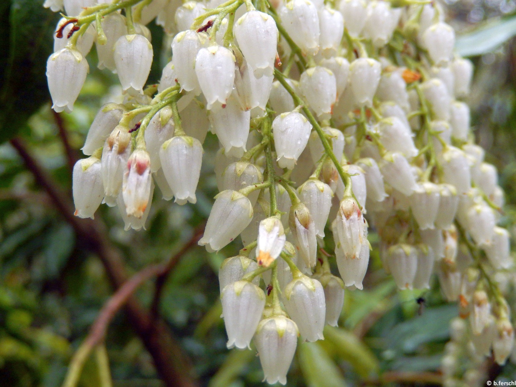 A fürtös kék áfonya (Vaccinium corymbosum) virágfürtjei termetes bokrokat díszítenek