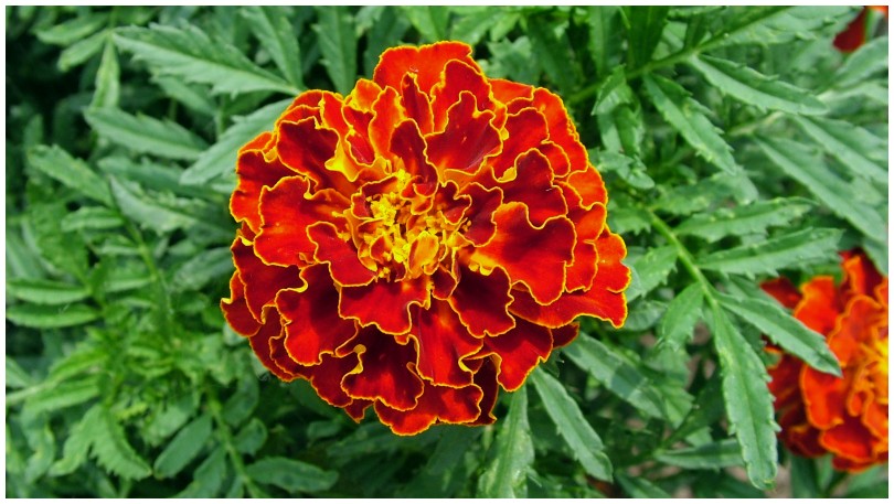 barsonyvirag_tagetes3.jpg