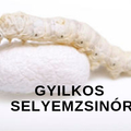 A gyilkos selyemzsinór