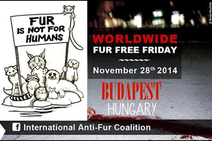 Worldwide Fur Free Friday - videók a nagy világból