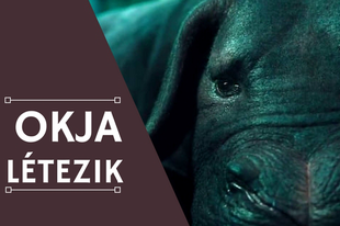 7 fotó, ami bizonyítja Okja létezését