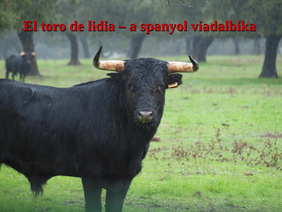 A viadalbika egy külön erre a célra tenyésztett faj. Erős, kimondottan nagy védekezési ösztönnel rendelkező, előre mutató vastag szarvakkal ellátott bikafajta. Az Ibériai félszigeten őshonos faj egyedeit jelenlegi adatok szerint a XV-XVI. században kezdték el kiválasztani és erre a célra kimondottan tenyészteni, a Madridtól észak-nyugati irányban elhelyezkedő Valladolid területein.