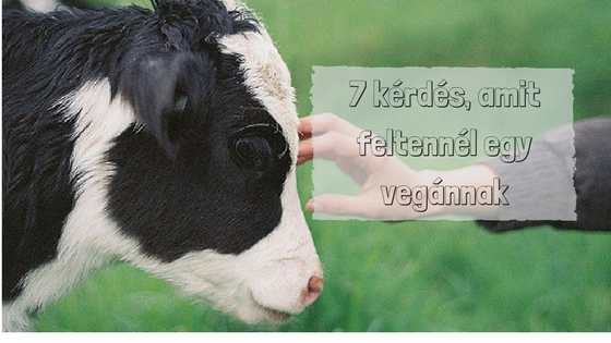 7_kerdes_blog_zoldella_vegan_eletmod_blog.jpg