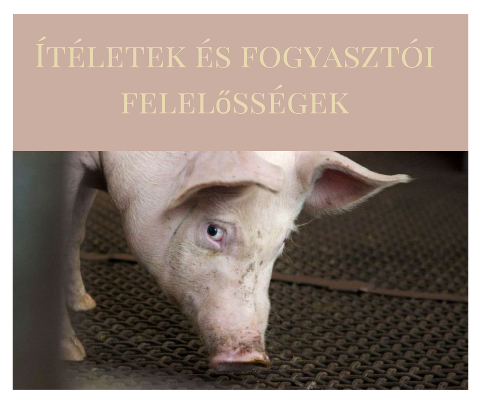 iteletek_es_fogyasztoi_felelossegek.png