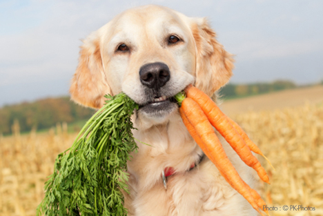 vegetarian_dog.jpg