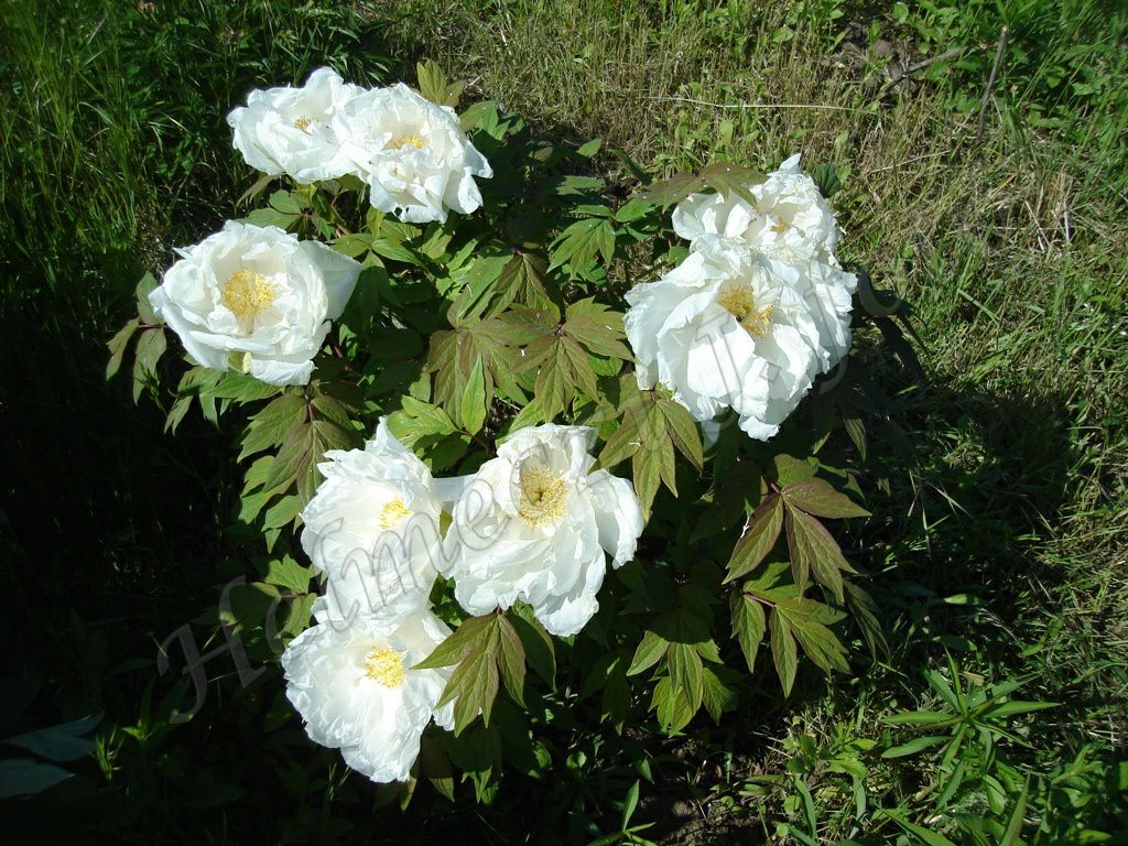 10_fas_bazsarozsam_paeonia_suffruticosa_duplaviragu.jpg
