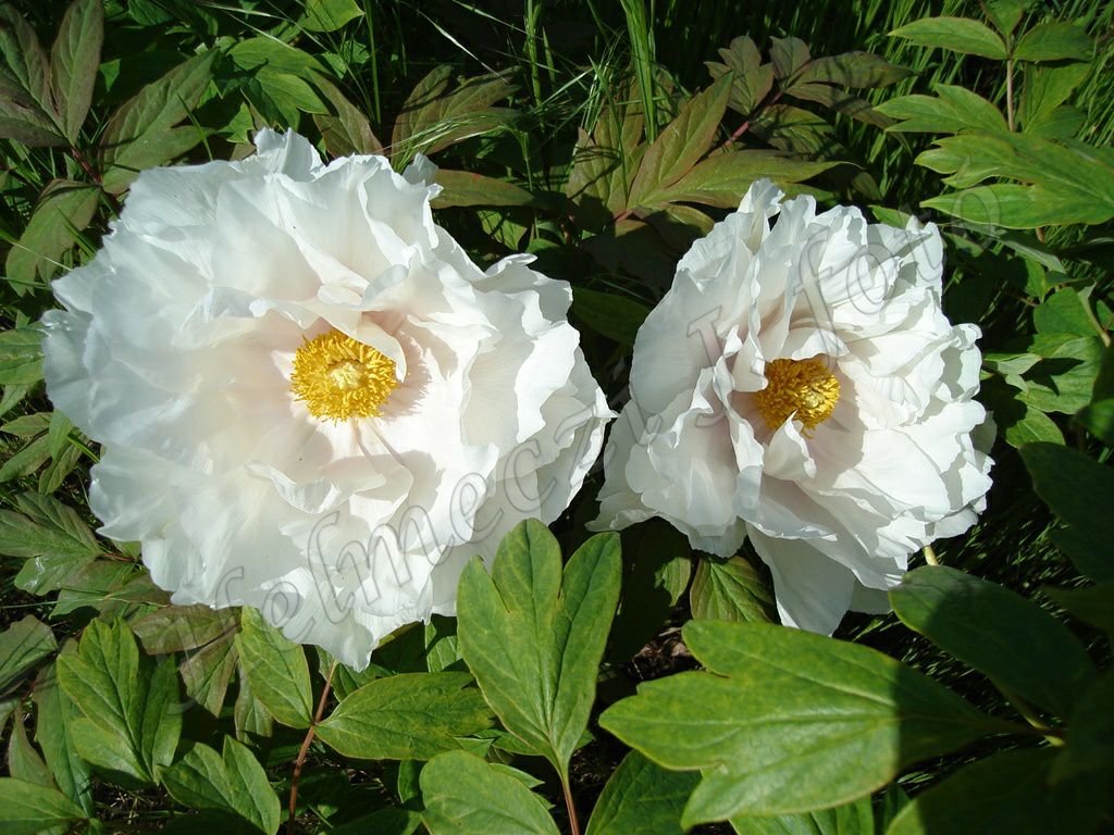 11_fas_bazsarozsam_paeonia_suffruticosa_duplaviragu.jpg