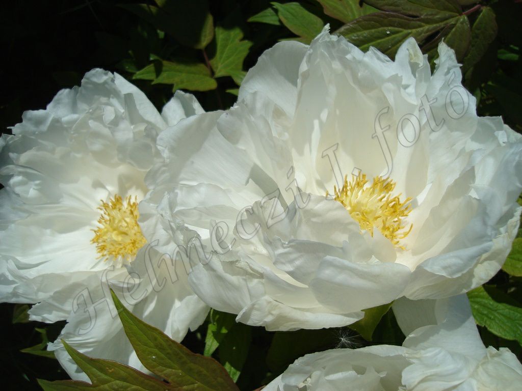 12_fas_bazsarozsam_paeonia_suffruticosa_duplaviragu.jpg