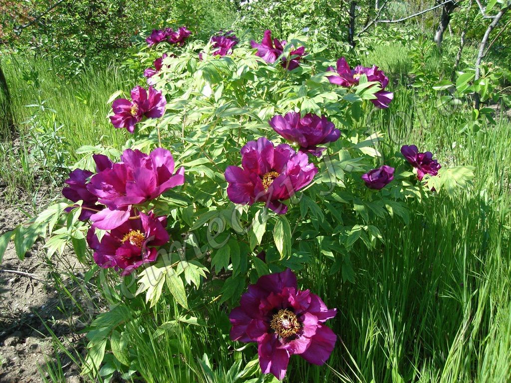 1_fas_bazsarozsam_paeonia_suffruticosa_szimplaviragu.jpg