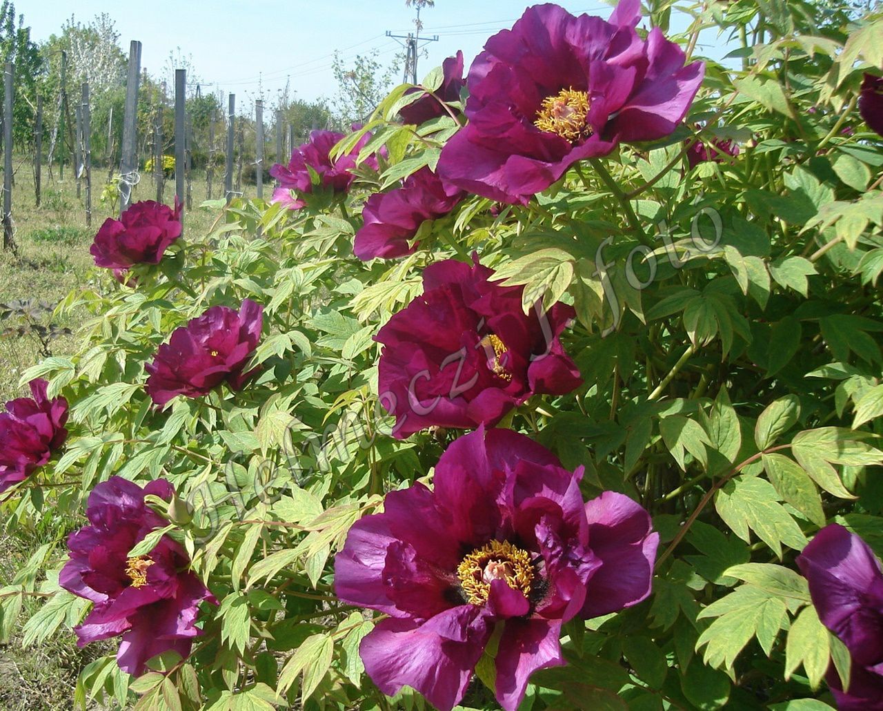 2_fas_bazsarozsam_paeonia_suffruticosa_szimplaviragu.jpg