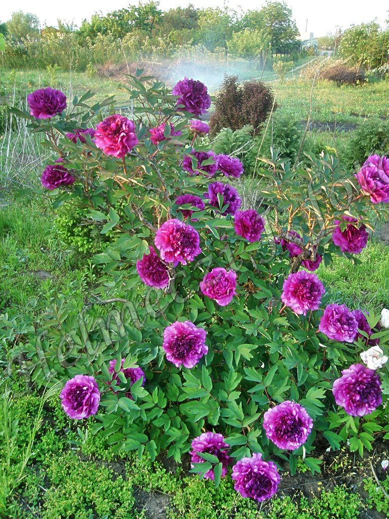 3_fas_bazsarozsam_paeonia_suffruticosa_duplaviragu.jpg