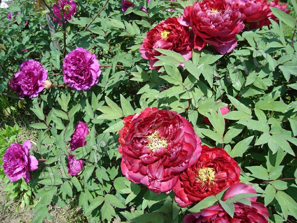 4_fas_bazsarozsam_paeonia_suffruticosa_duplaviragu.jpg