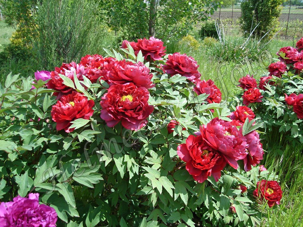 5_fas_bazsarozsam_paeonia_suffruticosa_duplaviragu.jpg