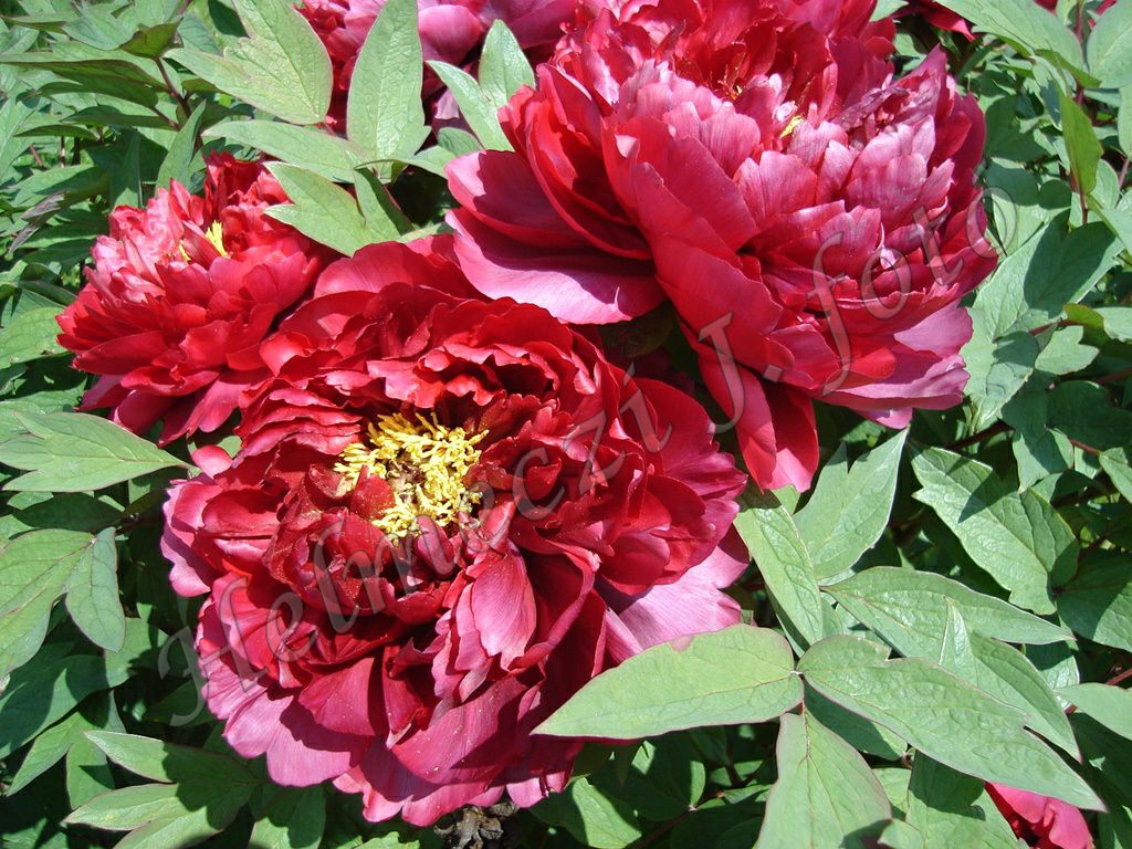 7_fas_bazsarozsam_paeonia_suffruticosa_duplaviragu.jpg