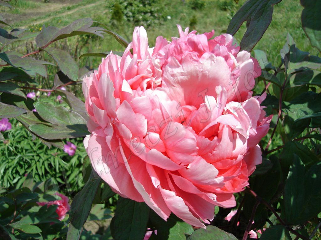 9_fas_bazsarozsam_paeonia_suffruticosa_duplaviragu.jpg