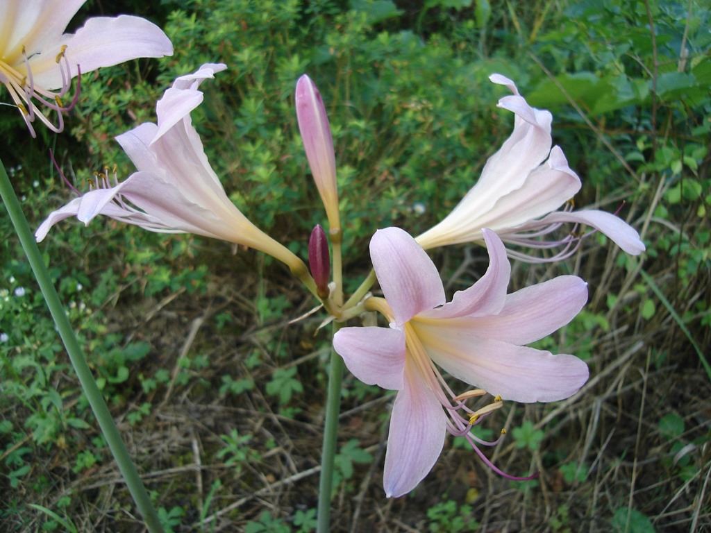 dsc04134.JPG