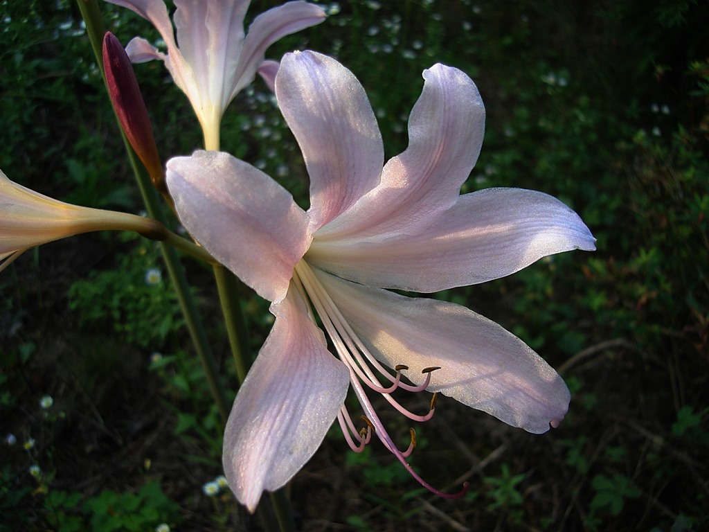dsc04143a.JPG