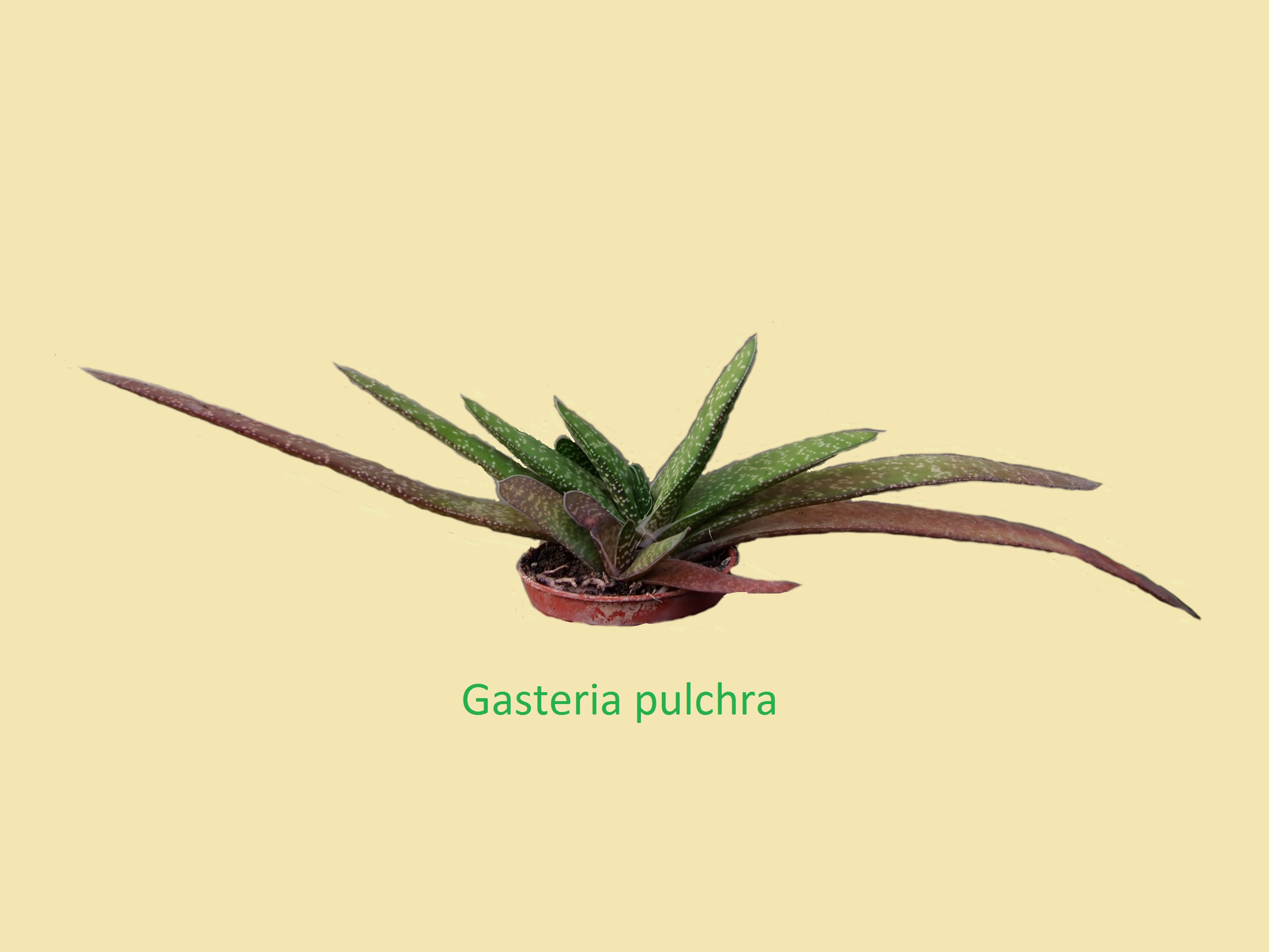 gasteria_pulchra_1ab.jpg